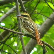 Streaked Flycatcher