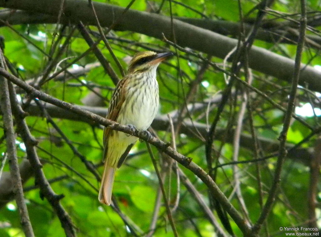 Streaked Flycatcheradult, habitat, aspect