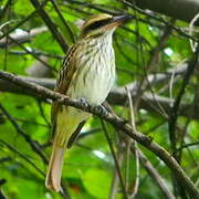 Streaked Flycatcher