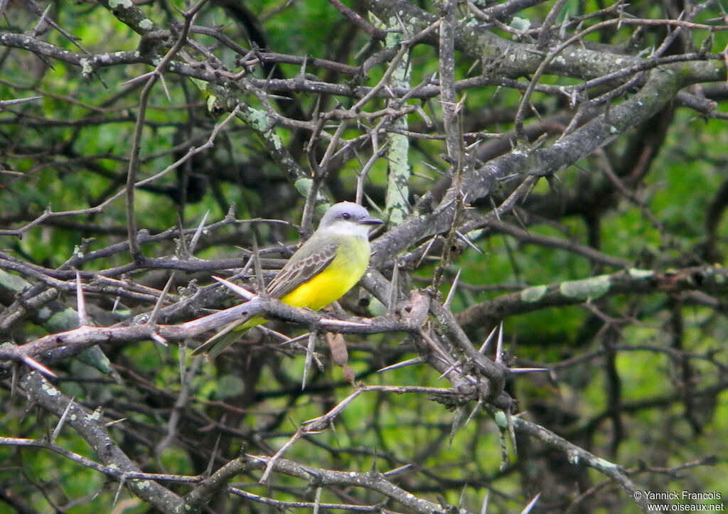 Western Kingbirdadult, habitat, aspect