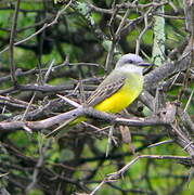 Western Kingbird