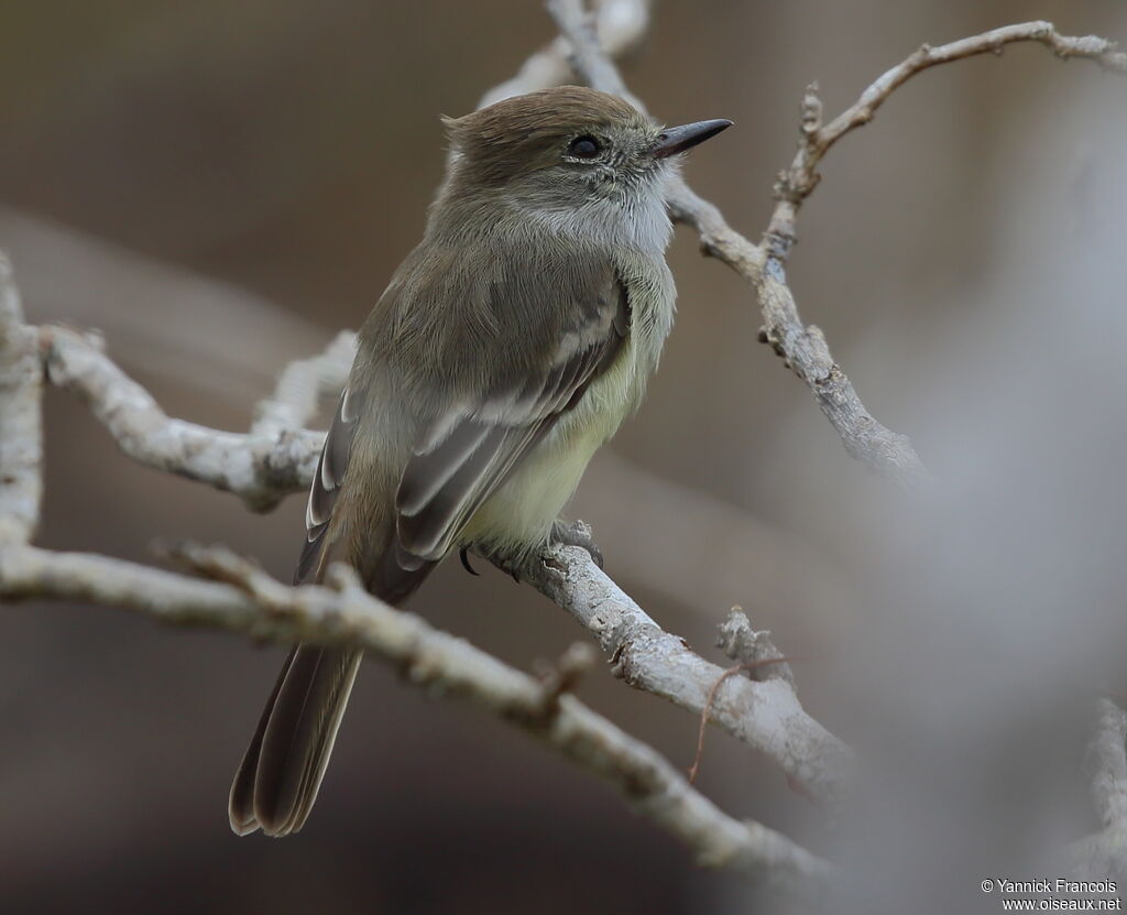 Galapagos Flycatcheradult, identification, aspect