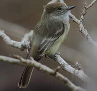 Galapagos Flycatcher