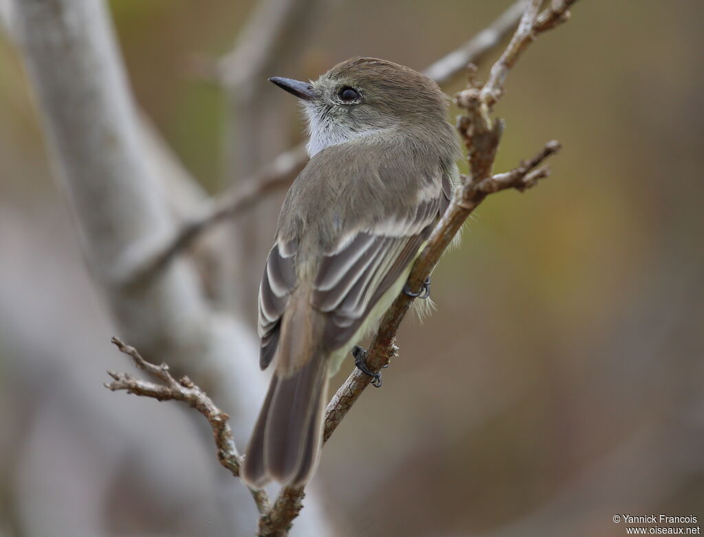 Galapagos Flycatcheradult, identification, aspect