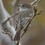 Galapagos Flycatcher