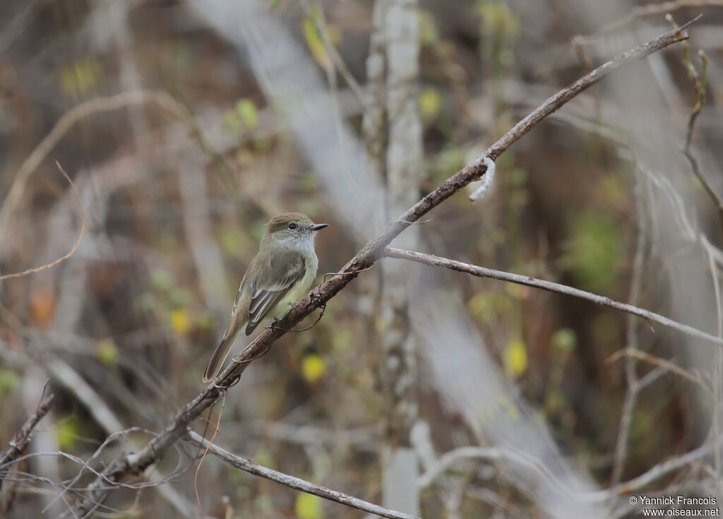 Tyran des Galapagosadulte, habitat, composition