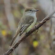 Tyran des Galapagos