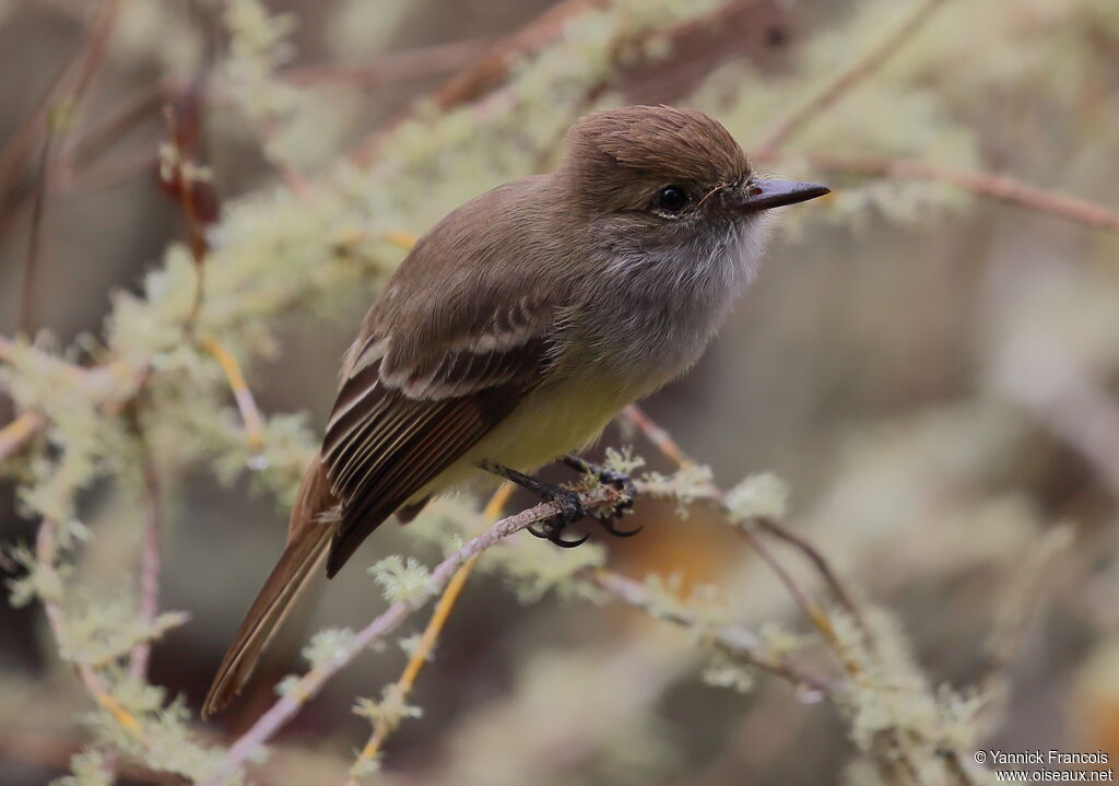 Galapagos Flycatcheradult, identification, aspect