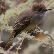 Galapagos Flycatcher