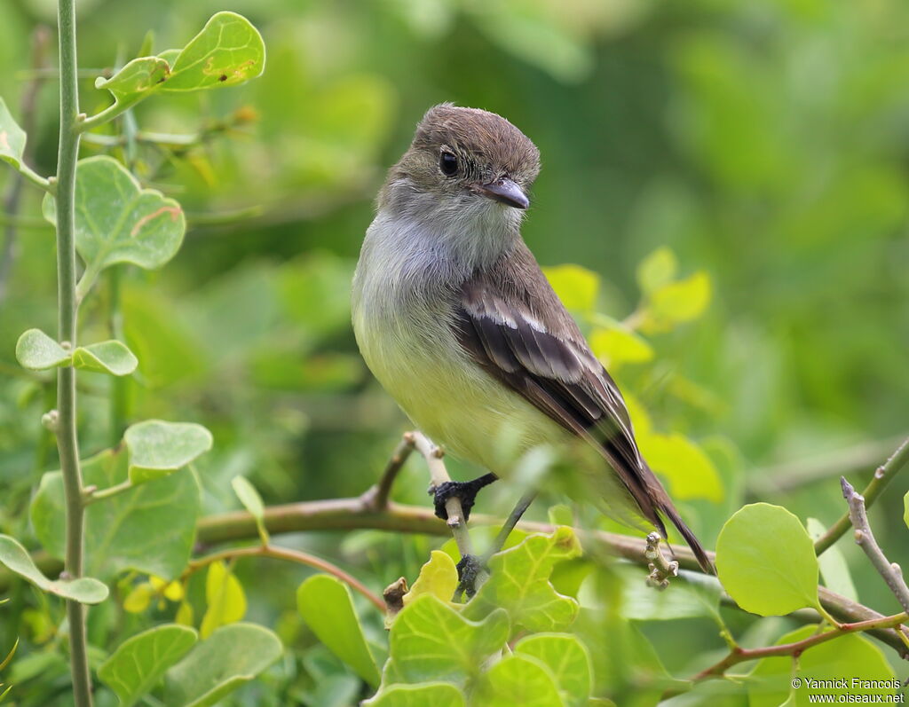 Galapagos Flycatcheradult, identification, aspect