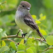 Galapagos Flycatcher