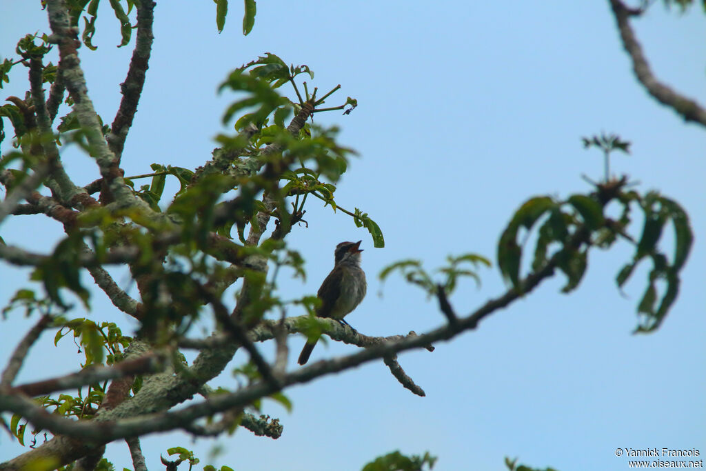 Piratic Flycatcheradult, habitat, song