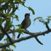 Piratic Flycatcher