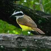 Great Kiskadee