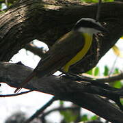 Great Kiskadee