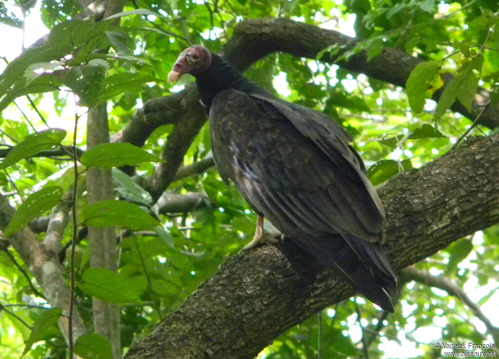 Urubu à tête rougeadulte, habitat, composition