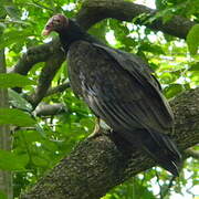 Turkey Vulture