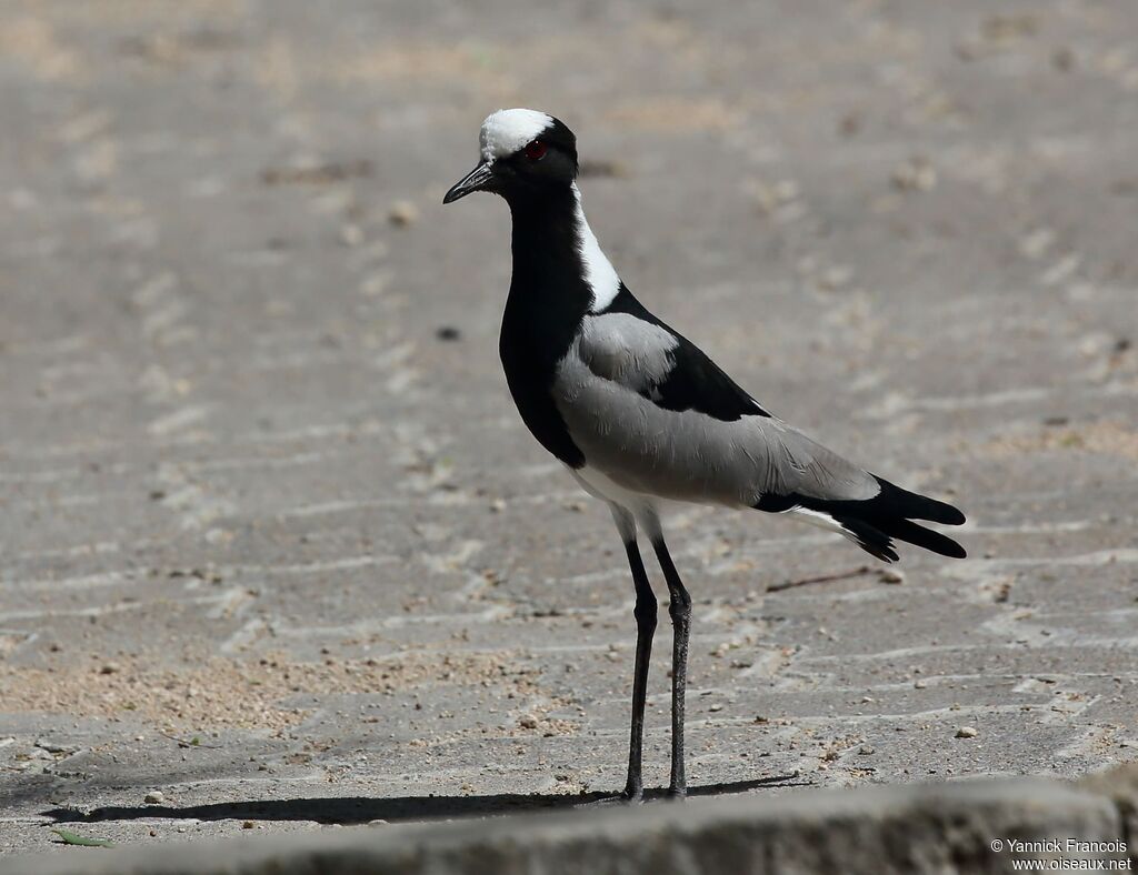 Blacksmith Lapwing male adult, identification, aspect