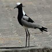 Blacksmith Lapwing