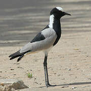 Blacksmith Lapwing