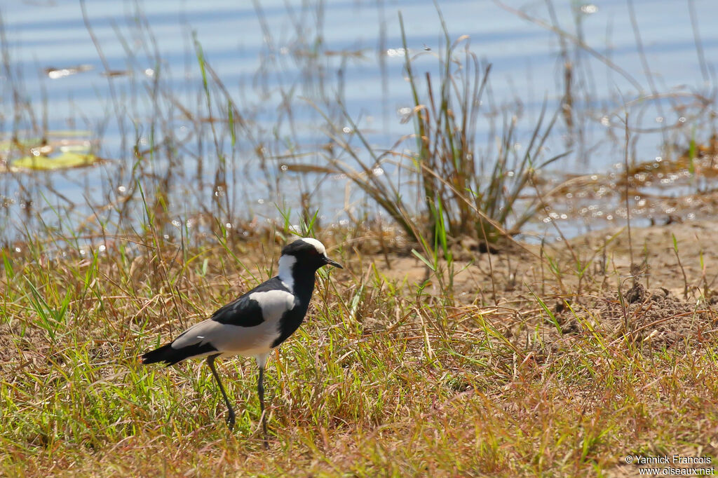 Blacksmith Lapwingadult, habitat, aspect, walking