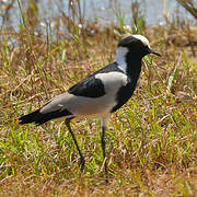 Blacksmith Lapwing