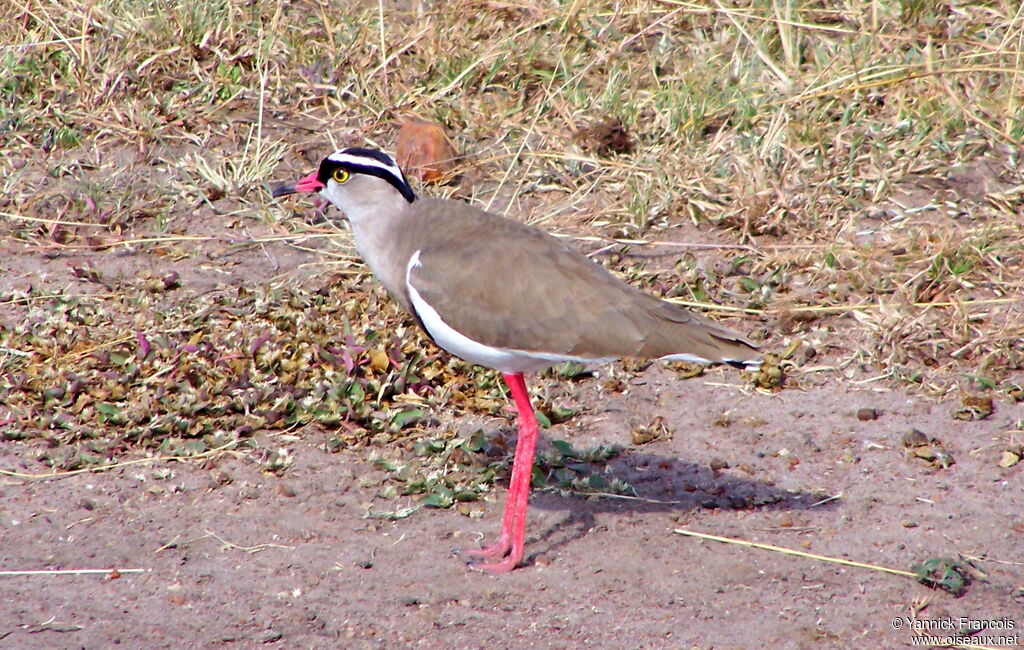 Vanneau couronnéadulte, identification, composition