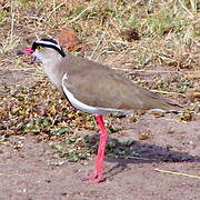 Crowned Lapwing