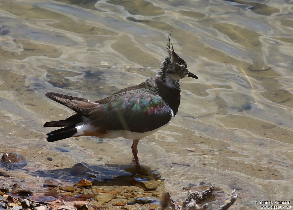 Vanneau huppéadulte, identification, composition