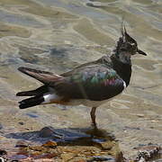 Northern Lapwing