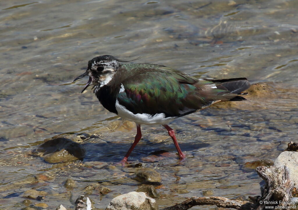 Vanneau huppéadulte, identification, composition