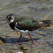 Northern Lapwing