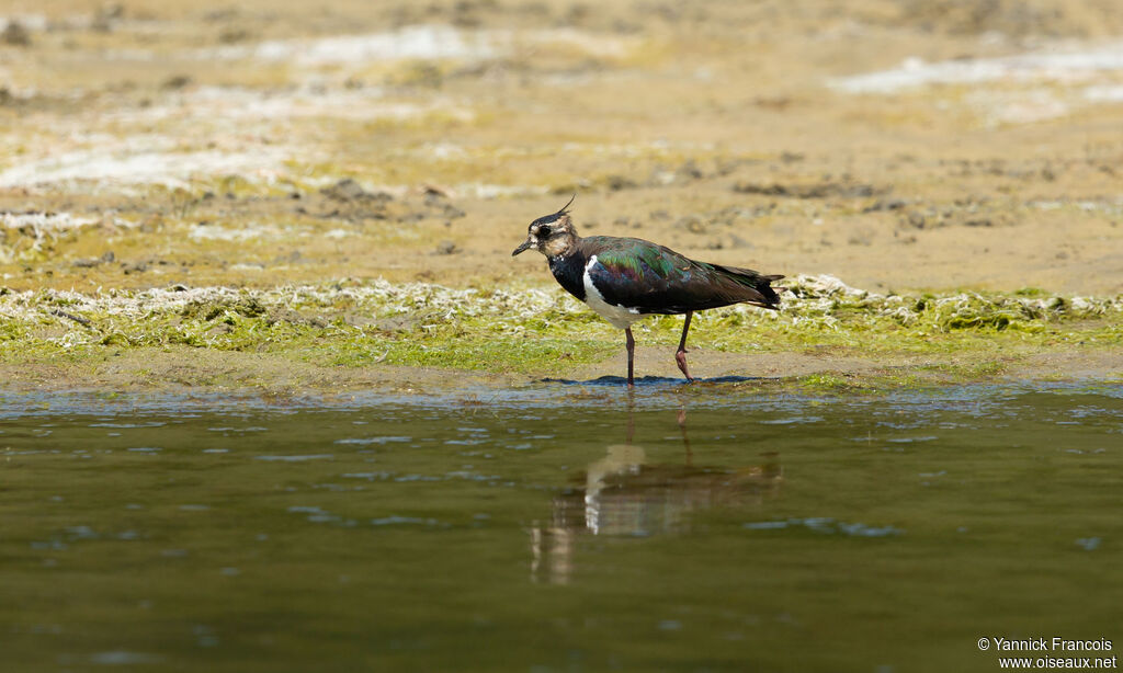 Vanneau huppéjuvénile, identification, composition