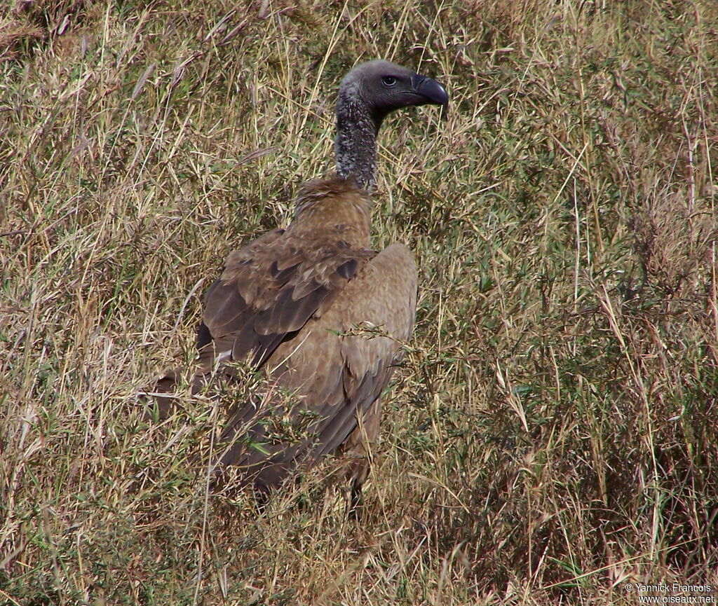 White-backed Vultureadult, identification