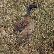 White-backed Vulture