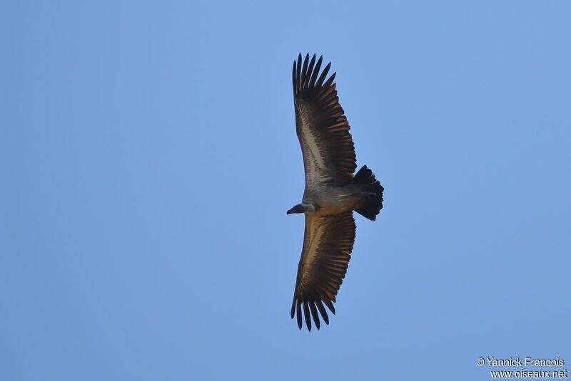 White-backed Vulture, aspect, Flight
