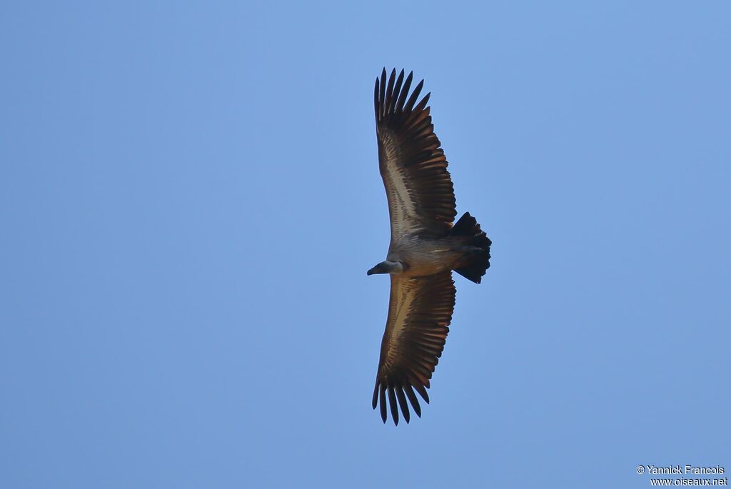 Vautour africain, composition, Vol