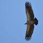 White-backed Vulture