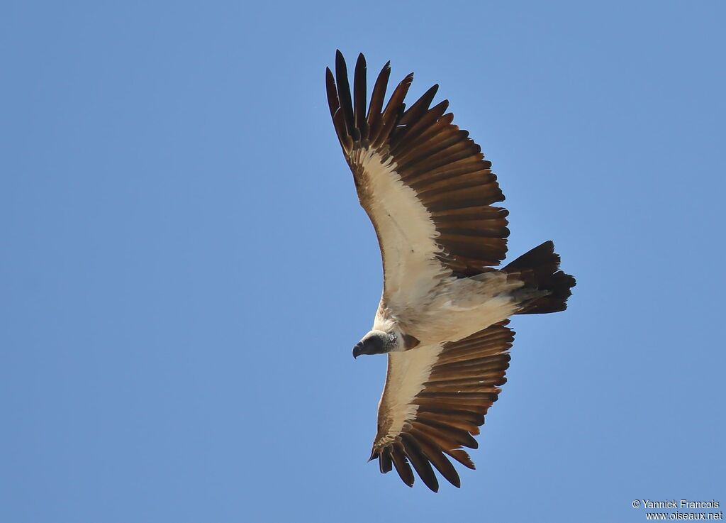 Vautour chassefienteadulte, composition, Vol