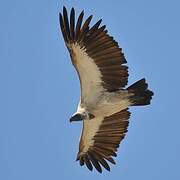 Cape Vulture