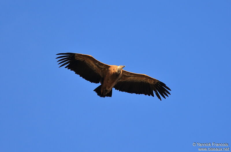 Griffon Vultureadult, aspect, Flight