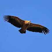 Griffon Vulture