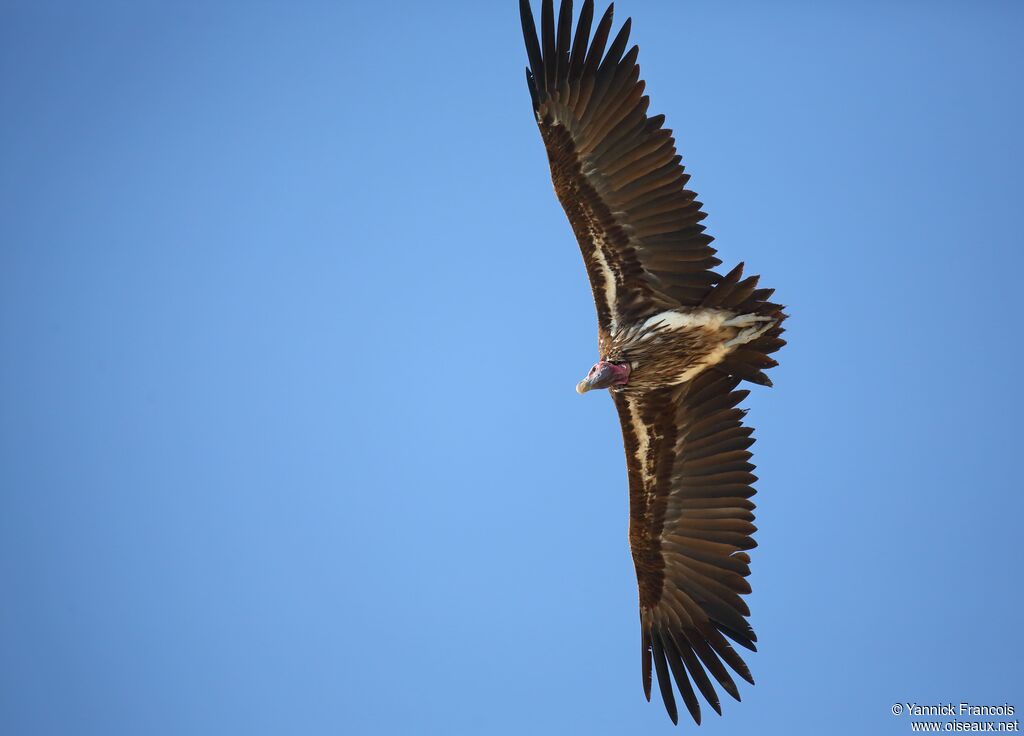 Lappet-faced Vultureadult, aspect, Flight