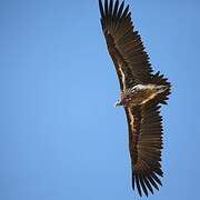 Lappet-faced Vulture