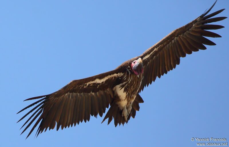 Lappet-faced Vultureadult, aspect, Flight