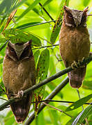 White-fronted Scops Owl