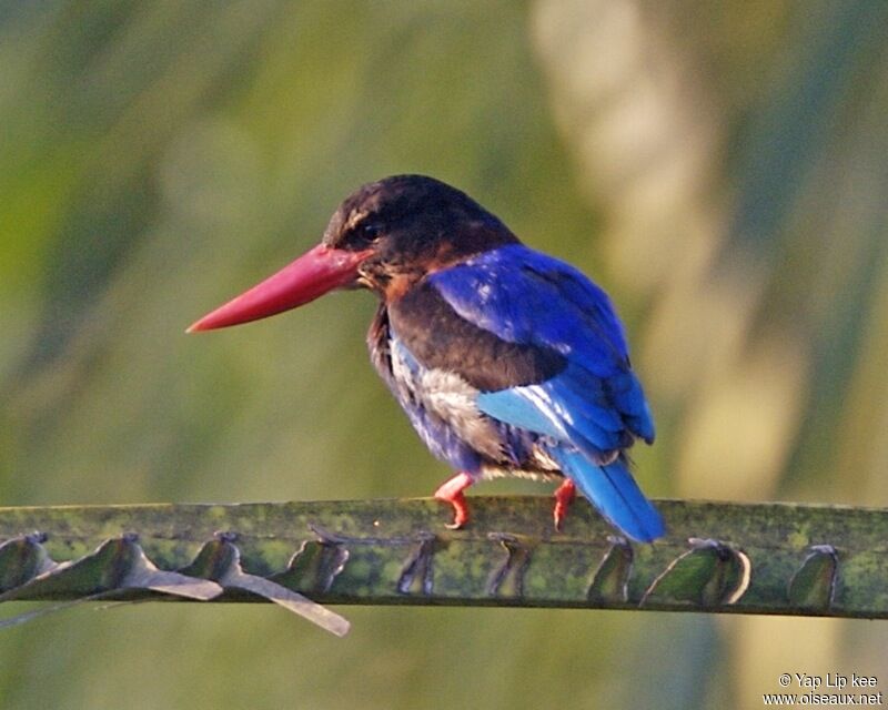 Javan Kingfisheradult