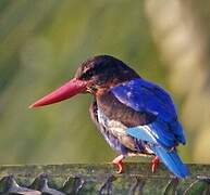 Javan Kingfisher