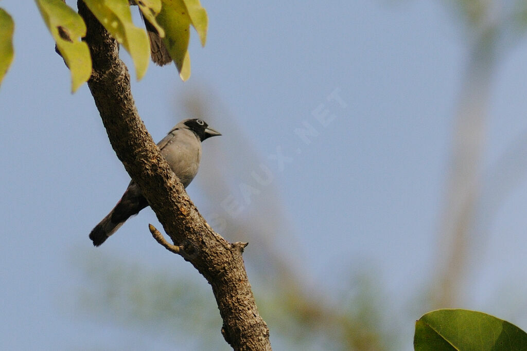 Amarante masquéadulte, identification