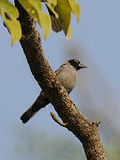 Black-faced Firefinch